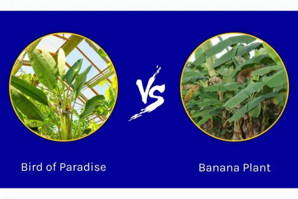 Bird of Paradise vs Banana Plant: A Leafy Showdown