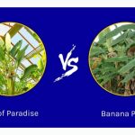 Bird of Paradise vs Banana Plant: A Leafy Showdown