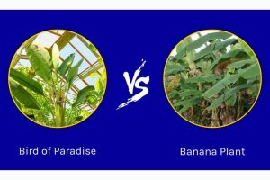 Read more about the article Bird of Paradise vs Banana Plant: A Leafy Showdown