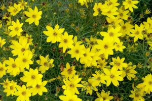 Read more about the article Coreopsis Zagreb vs. Moonbeam: A Blooming Showdown