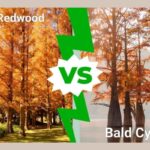 Dawn Redwood vs. Bald Cypress: A Comparative Guide