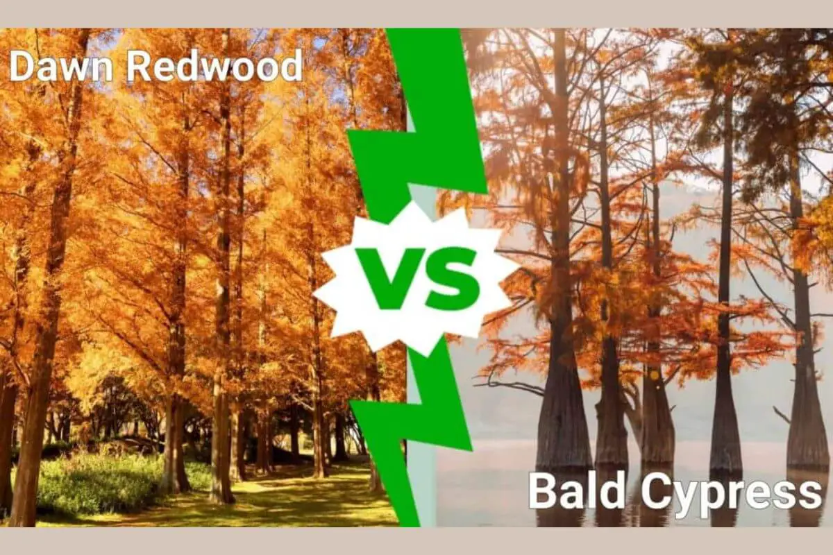 Read more about the article Dawn Redwood vs. Bald Cypress: A Comparative Guide