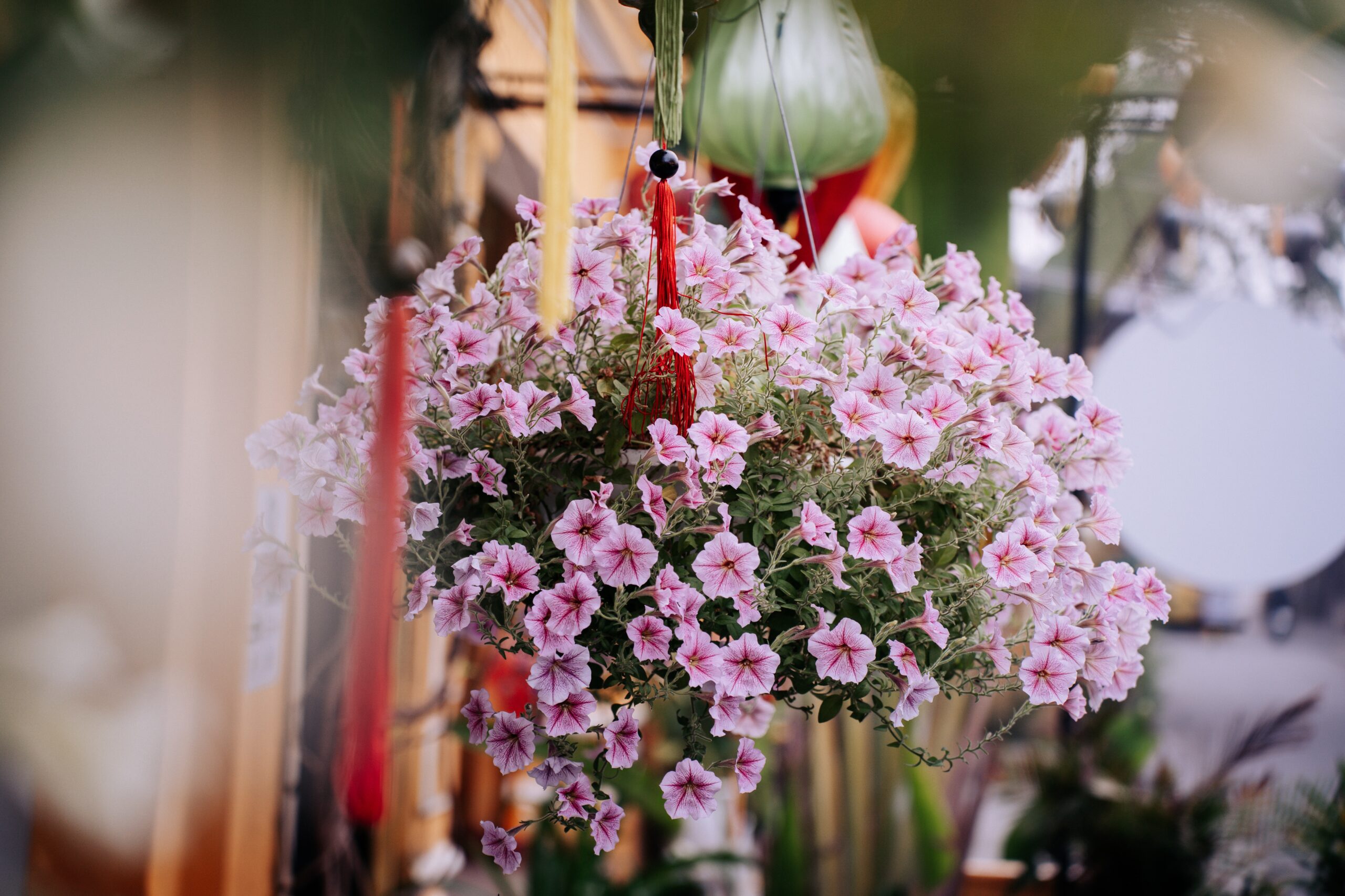 The Best Flowers for Hanging Baskets