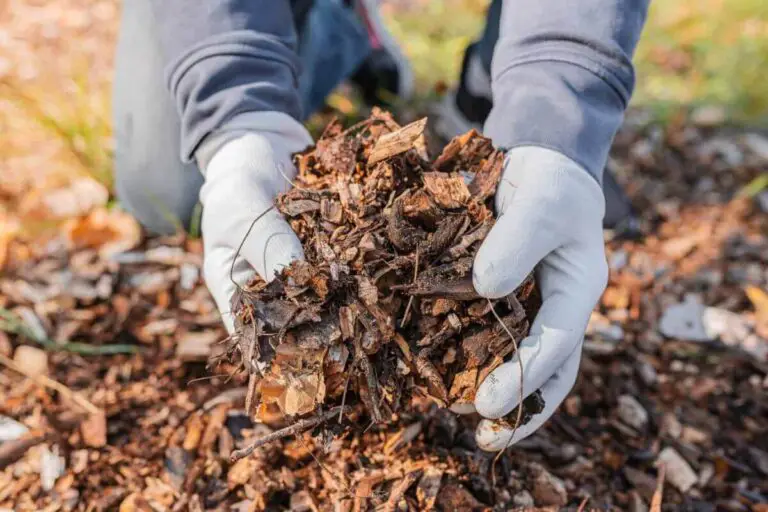 Pine Bark Nuggets vs. Mulch: Which is the Best Choice for Your Garden?