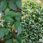 Privet vs. Boxwood: Choosing the Perfect Hedge for Your Garden