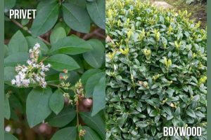 Read more about the article Privet vs. Boxwood: Choosing the Perfect Hedge for Your Garden