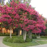 Single Trunk vs. Multi-Trunk Crape Myrtle: Which Is Right for Your Garden?