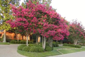 Read more about the article Single Trunk vs. Multi-Trunk Crape Myrtle: Which Is Right for Your Garden?