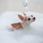 Bathing Your Chihuahua: How Often is Just Right?