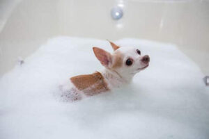 Read more about the article Bathing Your Chihuahua: How Often is Just Right?