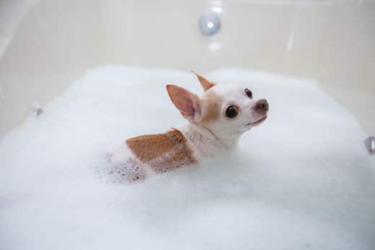 Bathing Your Chihuahua