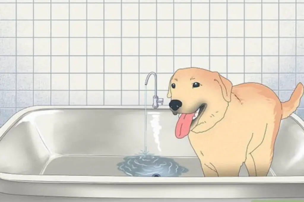 Bathing Your Pregnant Dog: A Comprehensive Guide