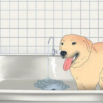 Bathing Your Pregnant Dog: A Comprehensive Guide