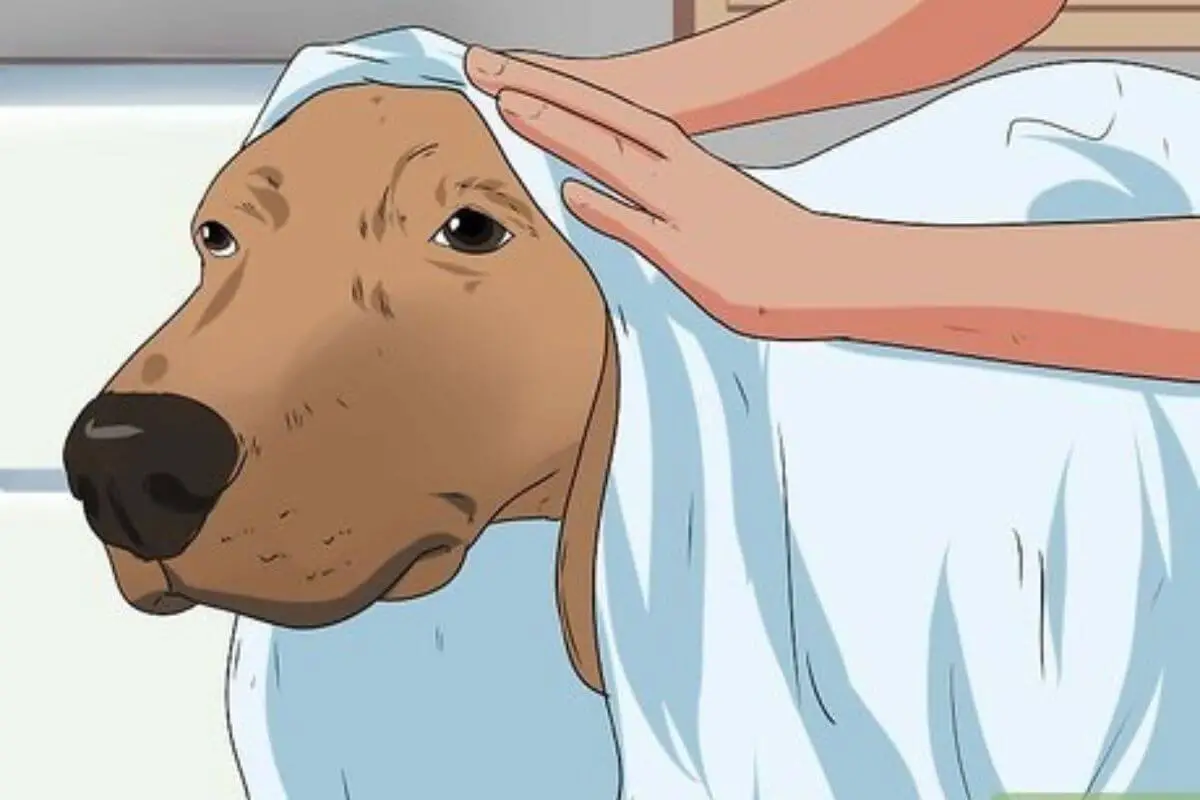 Bathing Your Pregnant Dog A Comprehensive Guide