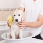 Bathing Your Puppy Before Vaccination: What You Need to Know