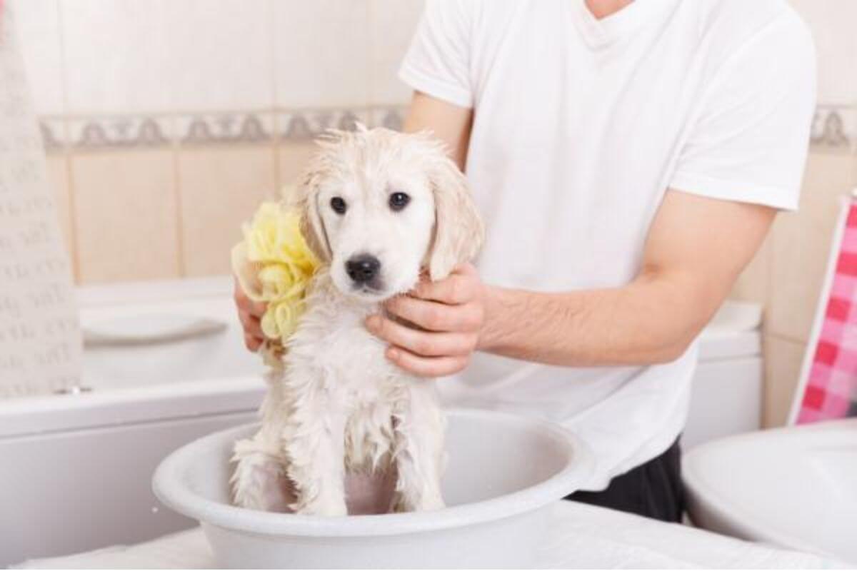 Bathing Your Puppy Before Vaccination