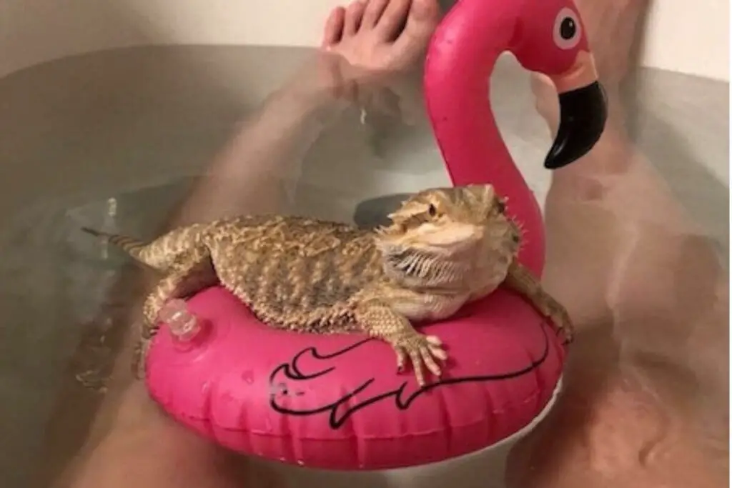 Can I Bathe My Bearded Dragon in Tap Water A Comprehensive Guide