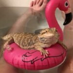 Can I Bathe My Bearded Dragon in Tap Water: A Comprehensive Guide