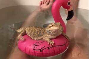 Read more about the article Can I Bathe My Bearded Dragon in Tap Water: A Comprehensive Guide