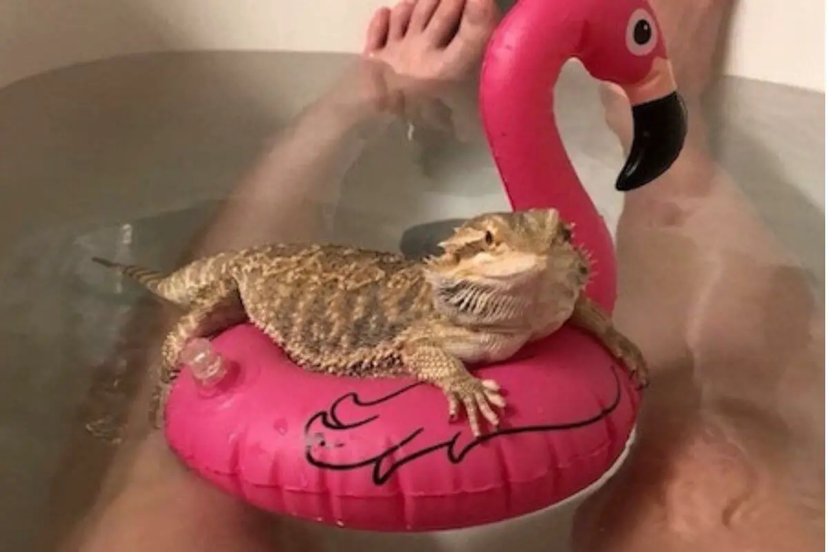 Can I Bathe My Bearded Dragon in Tap Water