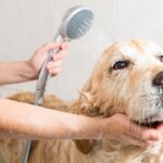Golden Retrievers and Bathing: Finding the Right Balance