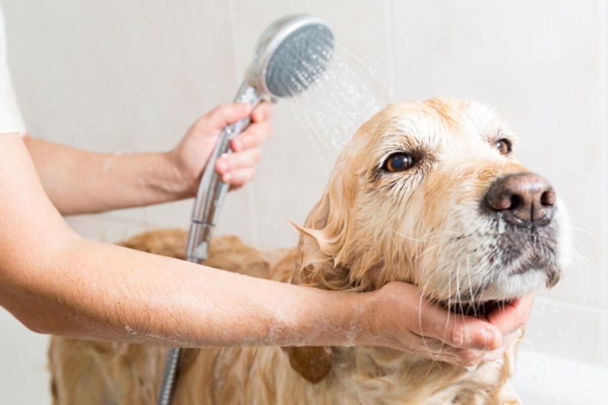 Golden Retrievers and Bathing