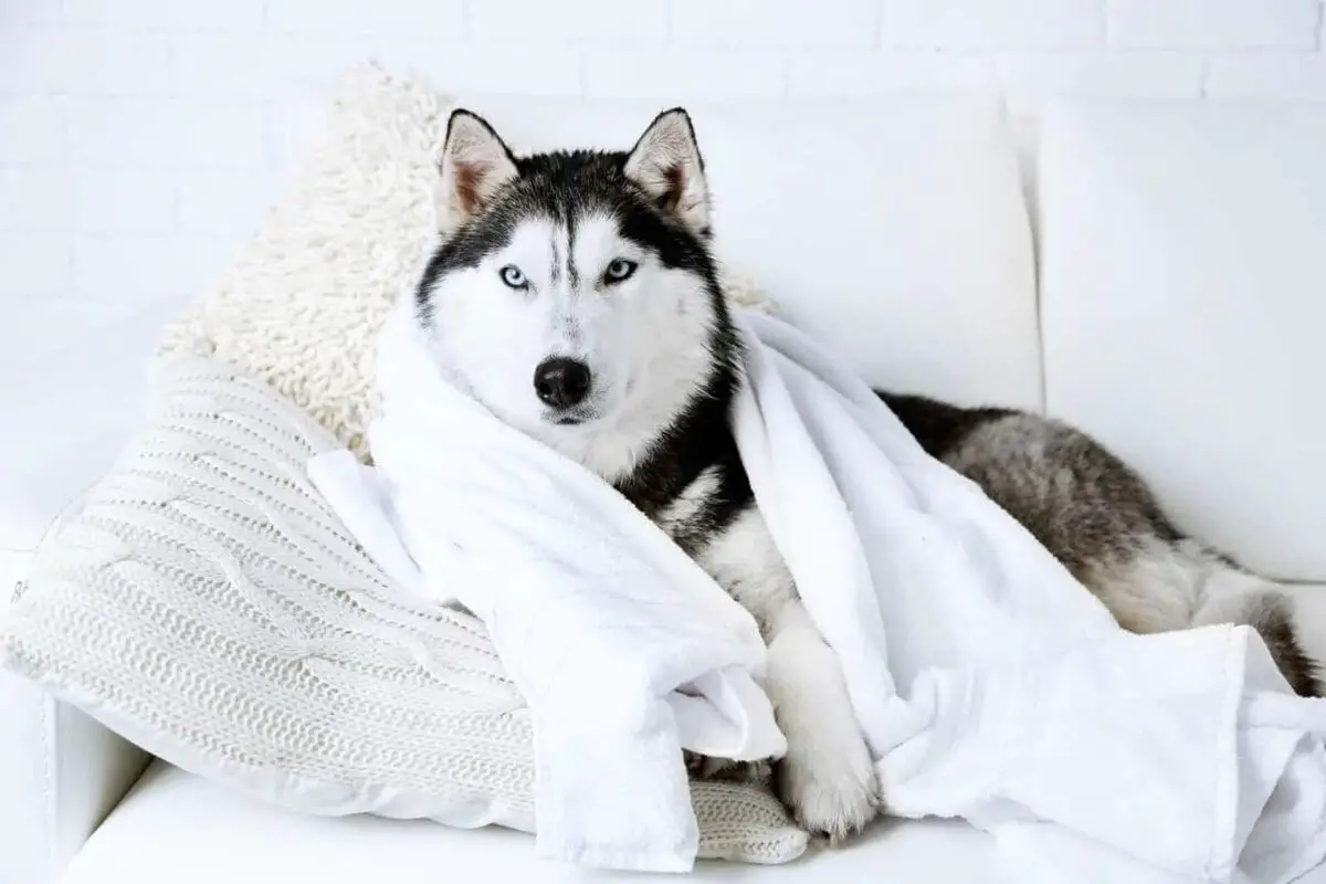 How Often Should I Bathe My Husky A Comprehensive Guide