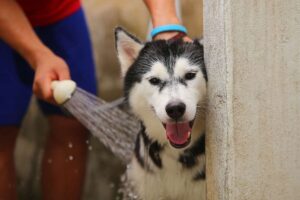 Read more about the article How Often Should I Bathe My Husky: A Comprehensive Guide