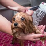 How Often to Bathe Your Yorkie: A Comprehensive Guide