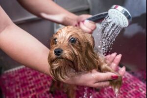 Read more about the article How Often to Bathe Your Yorkie: A Comprehensive Guide
