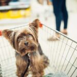 Is Bed Bath and Beyond Pet Friendly? A Comprehensive Guide
