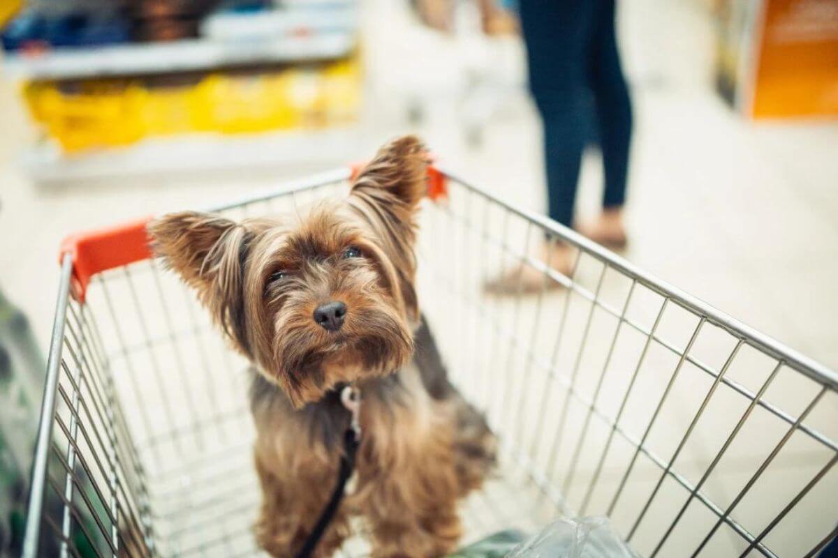 Is Bed Bath and Beyond Pet Friendly
