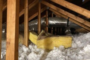 Read more about the article R38 vs. R49 Insulation: Which is the Right Choice for Your Home?