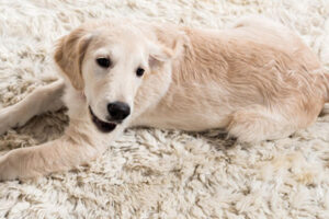 Read more about the article The Quirky Habit of Dogs: Why Do They Lick Themselves After a Bath?