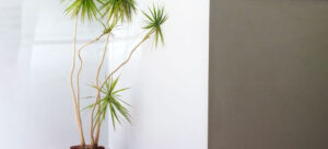 Read more about the article Best Indoor Trees for Low Light