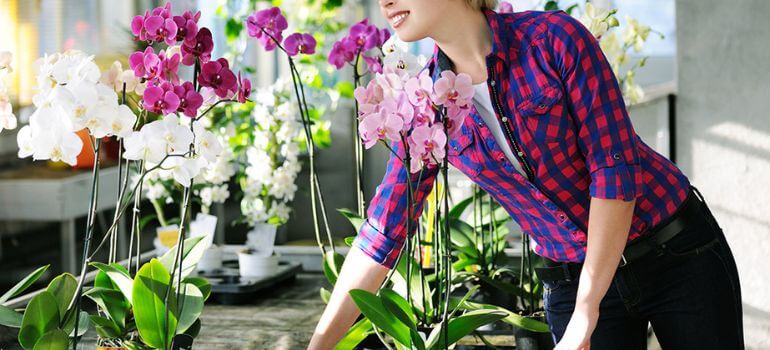Best Grow Lights for Orchids: Nurturing Your Blooms with the Perfect Glow