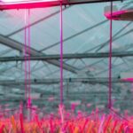 Best Grow Light for Tomatoes