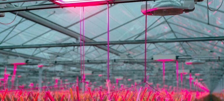 Best Grow Light for Tomatoes