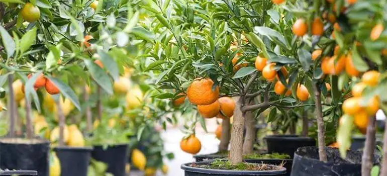 Best Grow Light for Citrus Tree