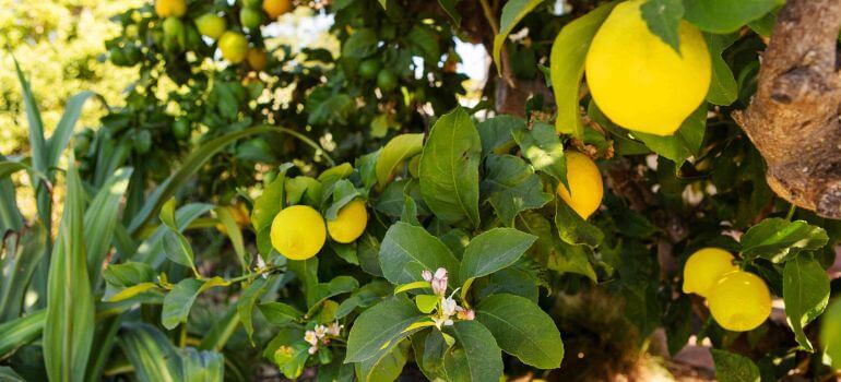 Best Grow Light for Lemon Trees