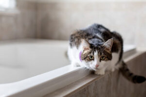Read more about the article Why Does My Cat Watch Me Take a Bath? Unraveling the Feline Fascination