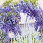 Wisteria Blue Moon vs. Amethyst Falls: Choosing the Perfect Wisteria for Your Garden