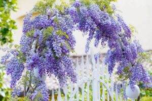 Read more about the article Wisteria Blue Moon vs. Amethyst Falls: Choosing the Perfect Wisteria for Your Garden