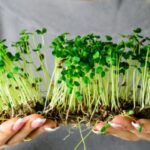 Best Grow Lights for Microgreens