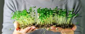 Read more about the article Best Grow Lights for Microgreens