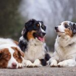 A Comprehensive Guide on Bathing Your Australian Shepherd: Maintaining the Shine