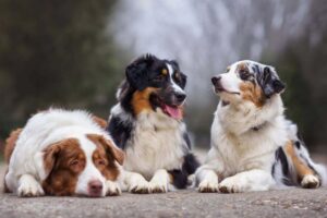 Read more about the article A Comprehensive Guide on Bathing Your Australian Shepherd: Maintaining the Shine