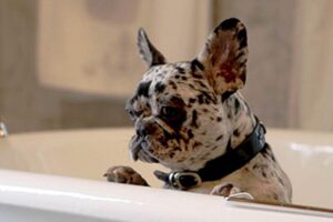 Read more about the article A Comprehensive Guide to Bathing Your French Bulldog: Maintaining French Elegance