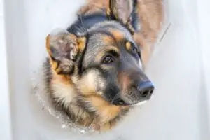 Read more about the article A Comprehensive Guide to Bathing Your German Shepherd: Maintaining the Majestic