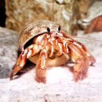 A Spa Day for Hermies: The Ultimate Guide to Giving Your Hermit Crab a Relaxing Bath